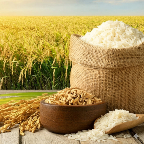 Gạo là Giá trị dinh dưỡng và vai trò trong đời sống