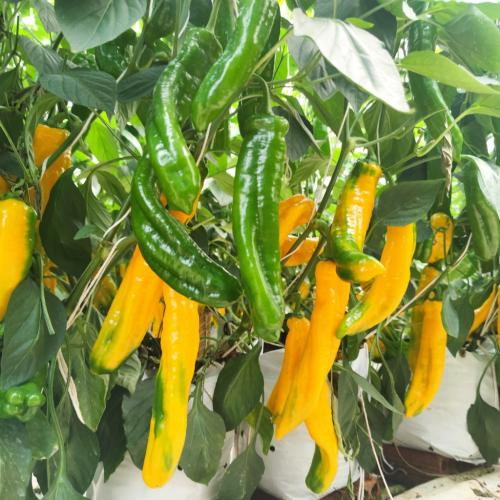 Ớt Trong Ẩm Thực: Tăng Vị Cay Và Kích Thích Vị Giác