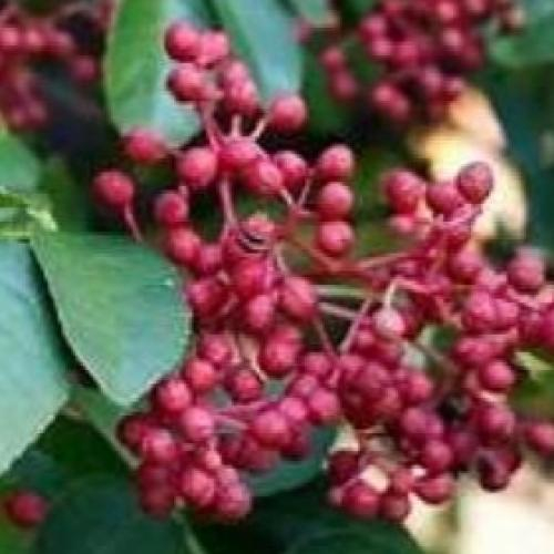 Tiêu Là Gì? Công Dụng Và Cách Dùng Trong Nấu Ăn