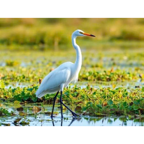 Công Ty Cổ Phần Du Lịch Cần Thơ (Cantho Tourist)