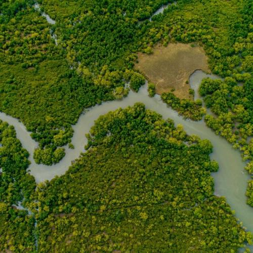 Rừng, Bể Chứa Carbon Sống Giúp Chống Biến Đổi Khí Hậu