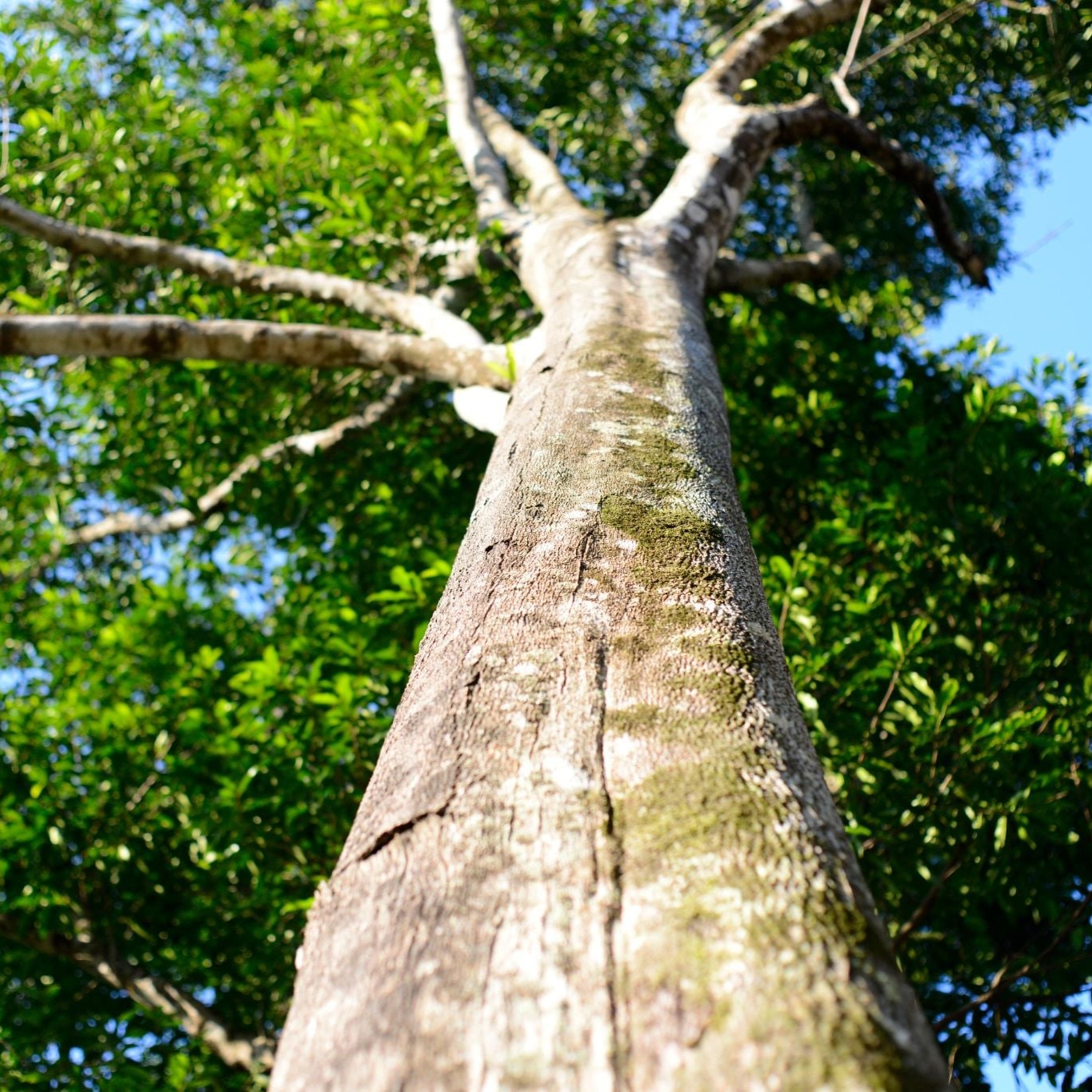 Câu Chuyện Đặc Biệt Về Cây Dó Bầu Tổ 150 Năm Tuổi