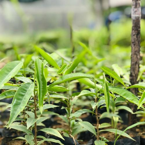 Hướng Dẫn Cách Trồng Cây Dó Bầu Từ Cây Giống 1 Năm Tuổi