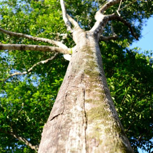 Câu Chuyện Đặc Biệt Về Cây Dó Bầu Tổ 150 Năm Tuổi