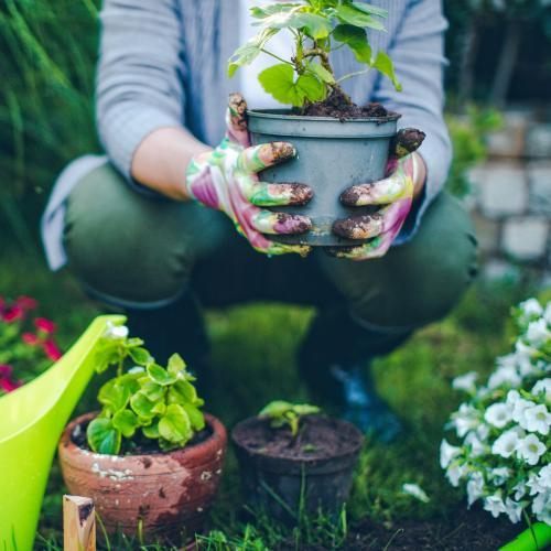 (Học tập ngoại ngữ) [Vocabulary] Gardening