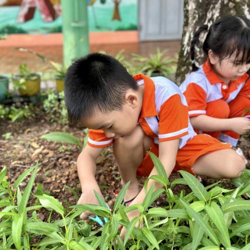 Tự Tay Trồng Và Tự Tay Hái - Câu Chuyện Thu Hoạch Rau Của Các Bé Khải Trí