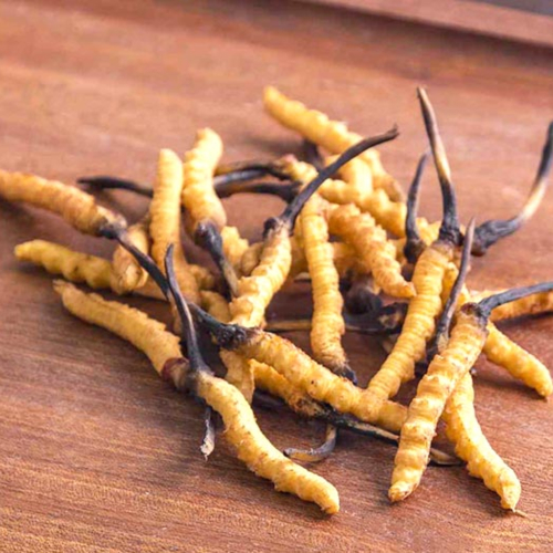 Tìm Hiểu Đông Trùng Hạ Thảo - Quá Trình Nuôi Trồng Và Thu Thập