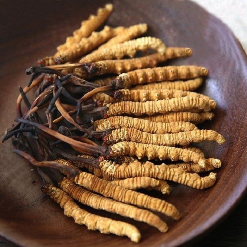 Lợi Ích Của Đông Trùng Hạ Thảo