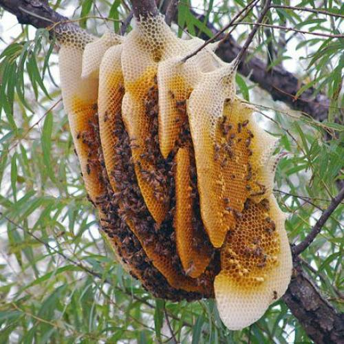 Mật Ong Rừng Nguyên Chất Và Công Dụng Của Nó Mang Lại