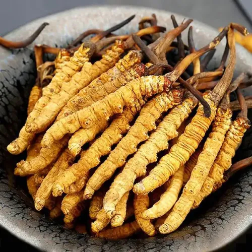 Đông Trùng Hạ Thảo – Bí Quyết Vàng Cho Sức Khỏe Toàn Diện