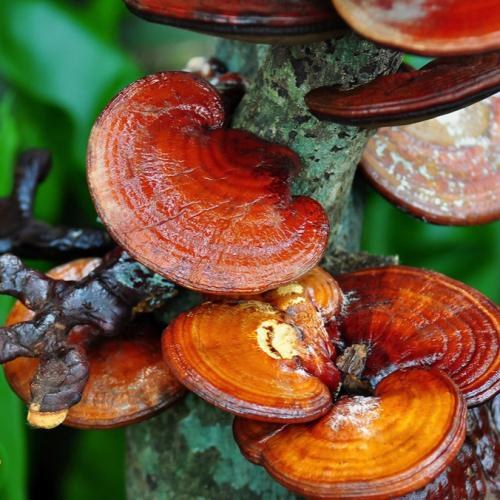 Nấm Linh Chi Là Loại Nấm Gì? Có Lợi Ích Gì Cho Sức Khoẻ Con Người Hay Không?