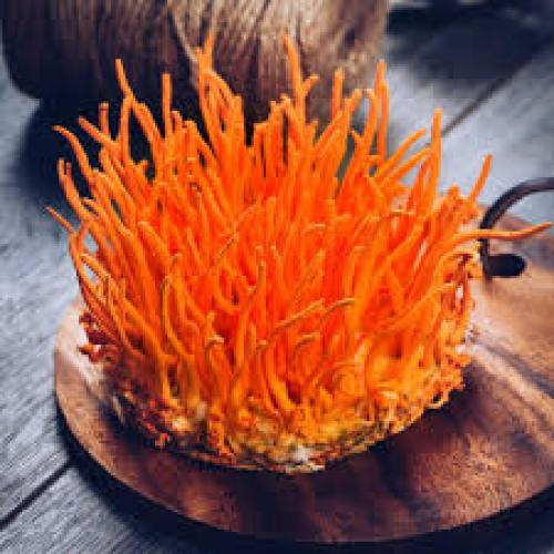 Đông Trùng Hạ Thảo – Cách Sản Xuất, Giá Trị Dinh Dưỡng Và Bảo Quản