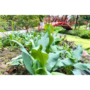 Trải Nghiệm Hái Rau Xanh, Sạch Tại Vườn để Chế Biến Món Ăn