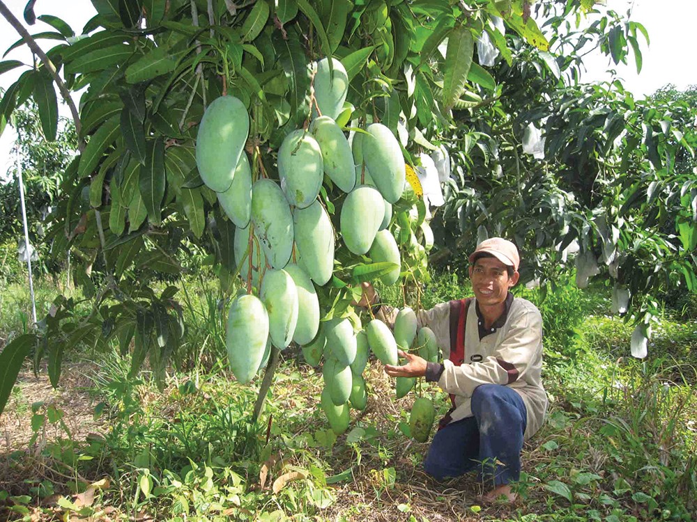 Xoài tượng da xanh - HTX Mỹ Tân