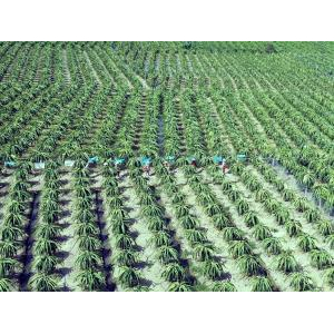 Công ty Cổ Phần Rau Quả Thực Phẩm An Giang (ANTESCO)