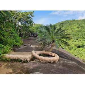 Đỉnh Ông Rồng Hòn Sơn: Thử thách Trekking Rồng Thiêng