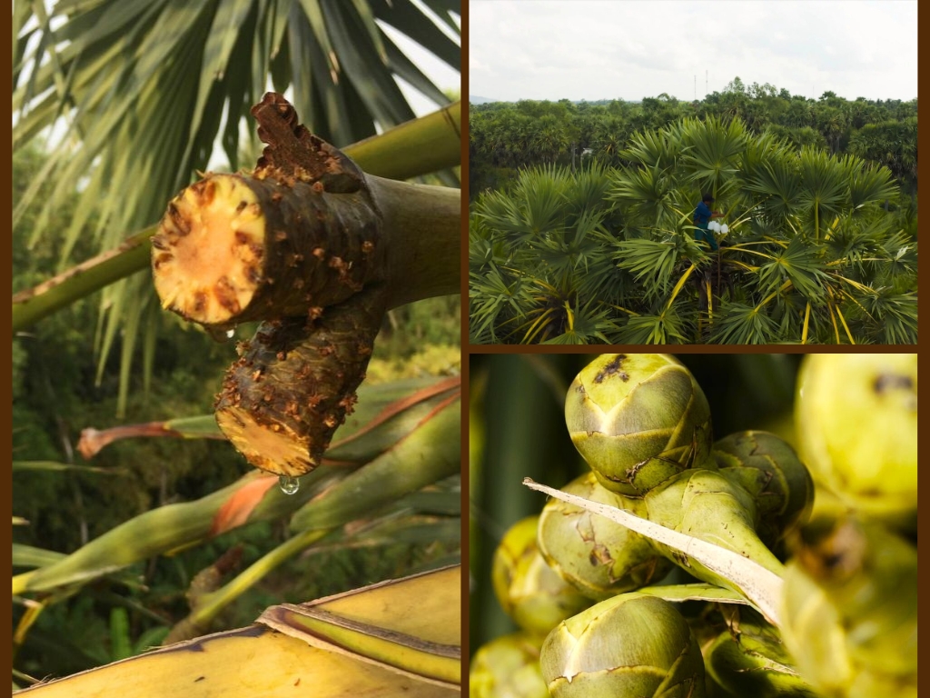 Mật hoa thốt nốt được thu hoạch như thế nào?