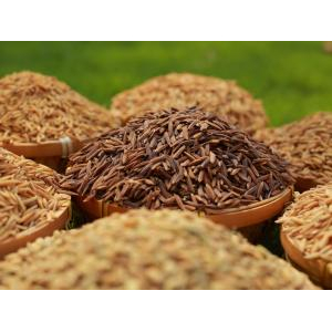 Công Ty CP Nông Nghiệp Công Nghệ Cao Trung An Kiên Giang