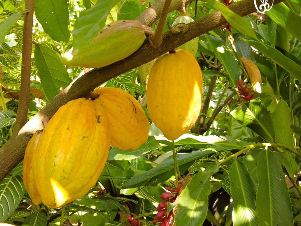 2. Nguyên liệu & Nguồn gốc