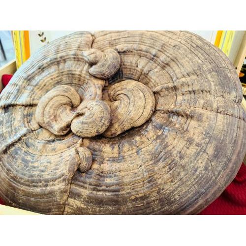 Trang Trại Nông Nghiệp Hiền Nương