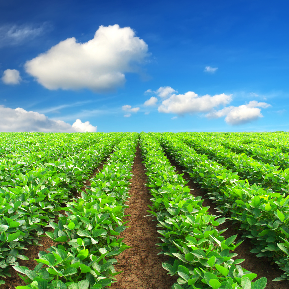 Hệ sinh thái xanh