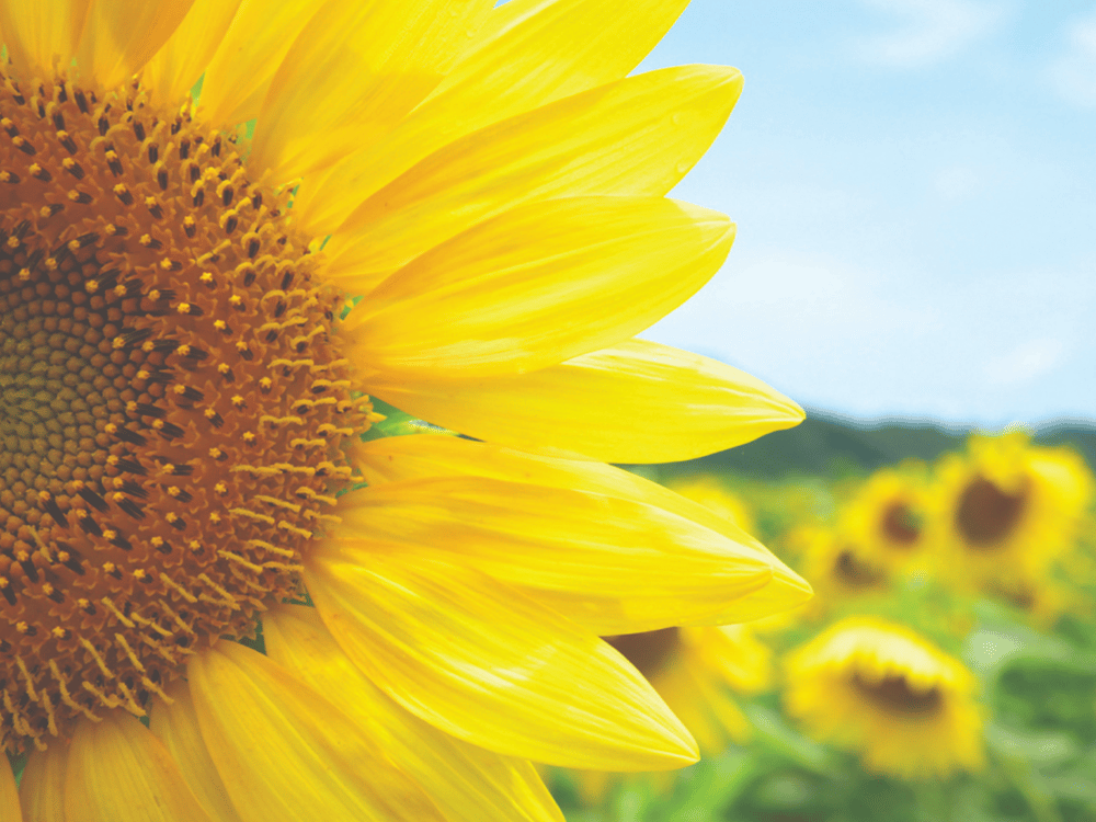 Tập đoàn th là một tập đoàn doanh nhân yêu nước.