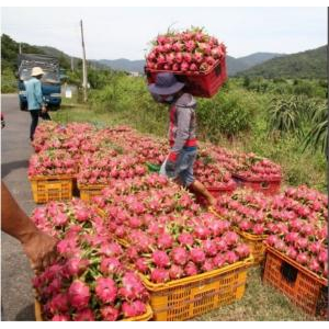 Mỳ Thanh Long Và Những Thành Tựu Chúng Tôi Đã Đạt Được